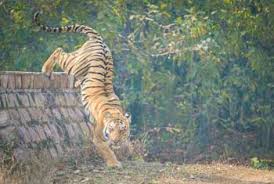 Corbett-National-Park