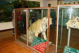 Corbett-Wildlife-Museum