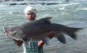 mahashir-fish-in-the-river-waters