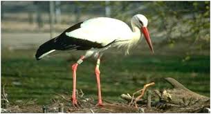 the-Siberian-Stork