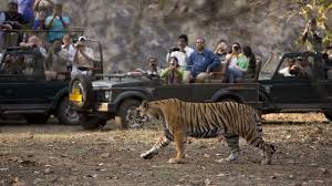 Ranthambore-Jungle-Safari